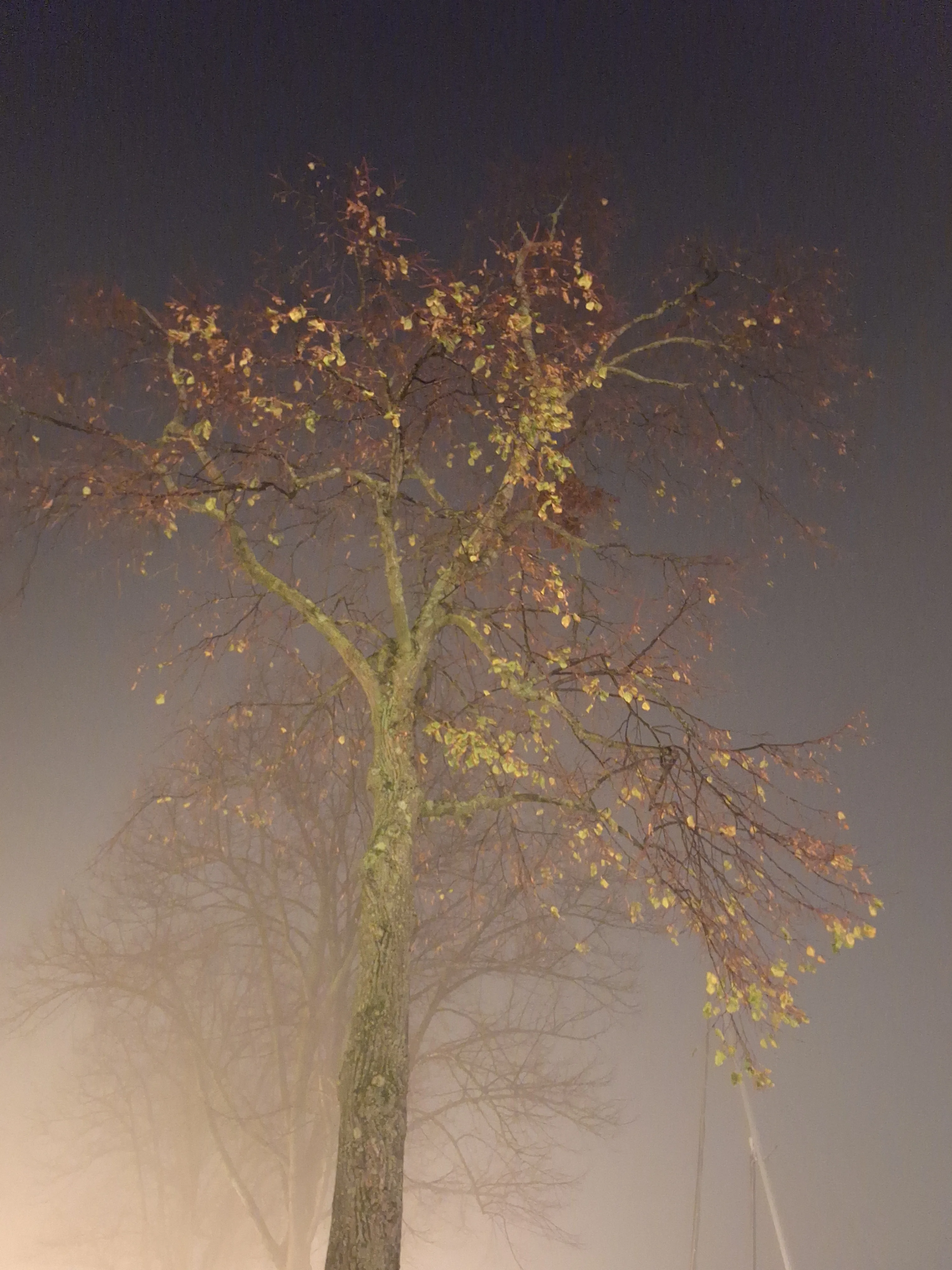 Autumn tree illuminated from below in fog